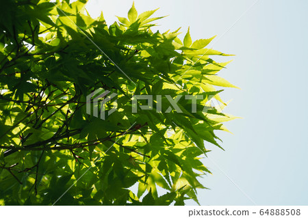 Kaede (fresh green image) 64888508