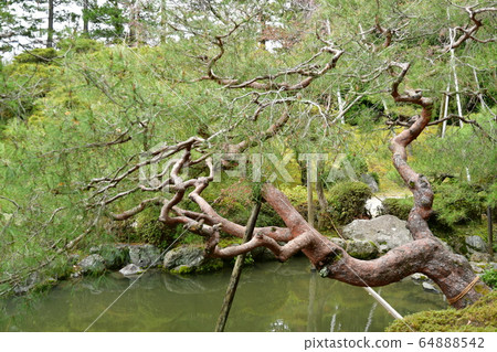 Scenic Heian Jingu Shrine, Higashijinen no Matsu 64888542
