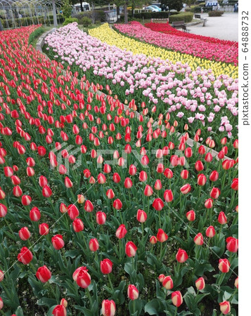 鬱金香 鬱金香 64888732