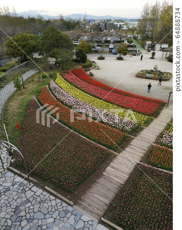 鬱金香 鬱金香 64888734