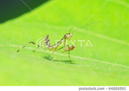 毛蟲幼蟲 64888891