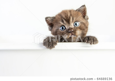 Cat baby tabby Kitten Cute Beautifu on white 64889136