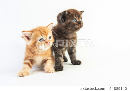 Cat baby tabby Kitten Cute Beautifu on white Cat baby tabby Kitten Cute Beautifu on white 64889140