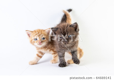 Cat baby tabby Kitten Cute Beautifu on white Cat baby tabby Kitten Cute Beautifu on white 64889141