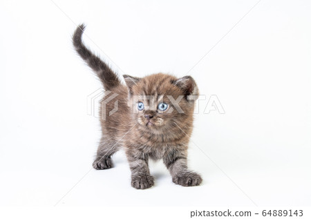 Cat baby tabby Kitten Cute Beautifu on white Cat baby tabby Kitten Cute Beautifu on white 64889143