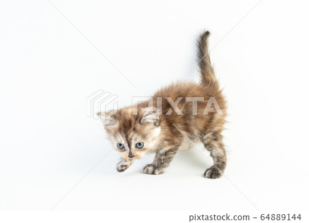 Cat baby tabby Kitten Cute Beautifu on white Cat baby tabby Kitten Cute Beautifu on white 64889144
