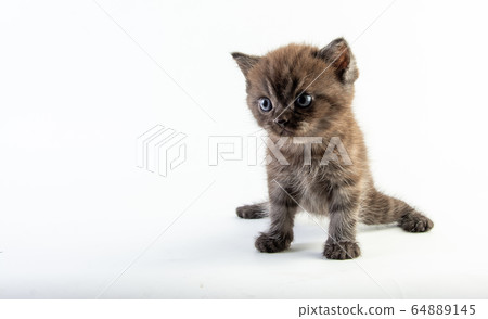 Cat baby tabby Kitten Cute Beautifu on white Cat baby tabby Kitten Cute Beautifu on white 64889145