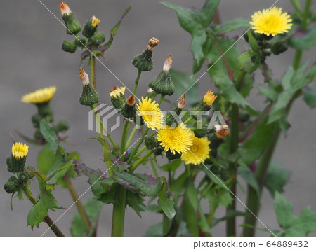 花葉滇苦菜 64889432