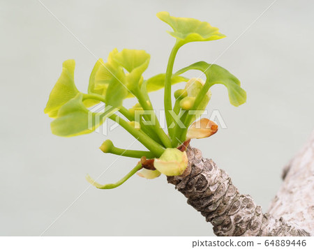 銀杏雌花 64889446