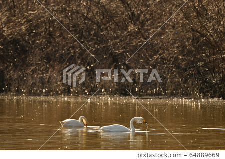 Oike swan Oike swan 64889669