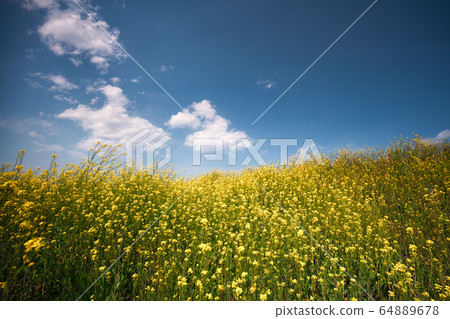 在春風中的油菜田 64889678