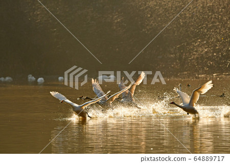 Oike Swan Oike Swan 64889717