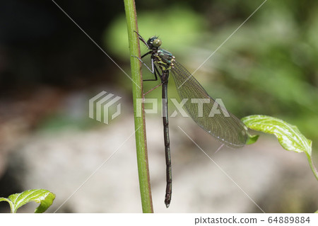 Asahina kawatombo Asahina kawatombo 64889884