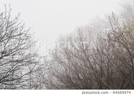 leafless tree branches are barely visible in fog leafless tree branches are barely visible in fog 64889974