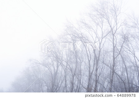 leafless tree crowns barely visible in the fog leafless tree crowns barely visible in the fog 64889978