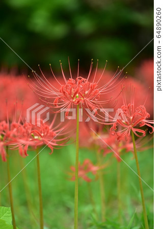 群集孤挺花秋季花九月 64890260