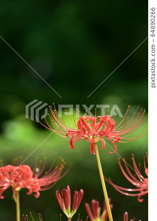 Cluster amaryllis autumn flower september Cluster amaryllis autumn flower september 64890266