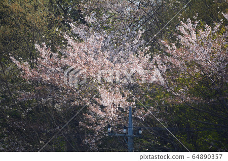 I stopped by Tsukushi Lake # 34 64890357