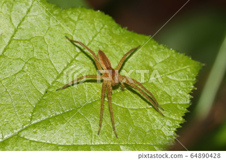 伊洛嘴蛛 伊洛嘴蛛 64890428