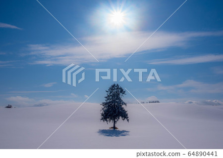 Waiting for spring, Spring coming tree Waiting for spring, Spring coming tree 64890441