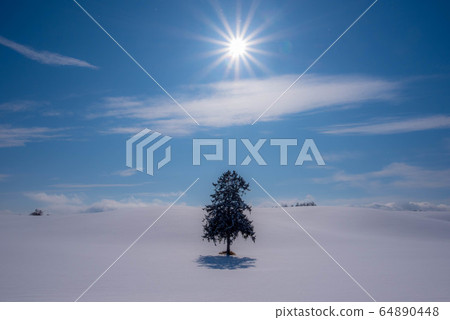 Waiting for spring, Spring coming tree 64890448