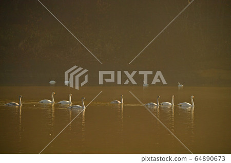 Oike Swan Oike Swan 64890673