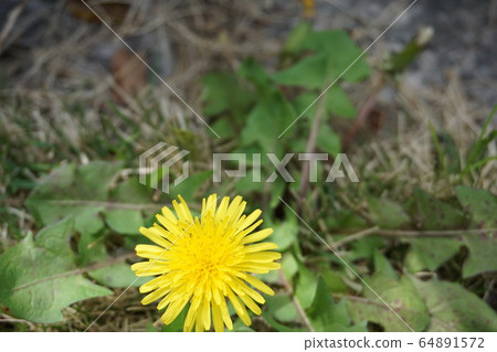Dandelion Dandelion 64891572
