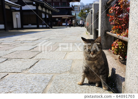 Temple and pheasant cat in a nice afternoon 64891703