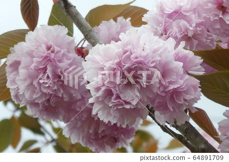 Double cherry blossoms Double cherry blossoms 64891709