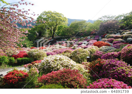 杜鵑花和雙櫻花盛開在山腳下 64891739