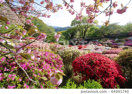杜鵑花和雙重櫻花盛開 64891740