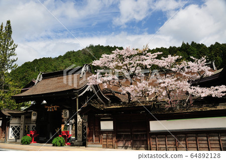 櫻花盛開的大門前門（高野山） 64892128