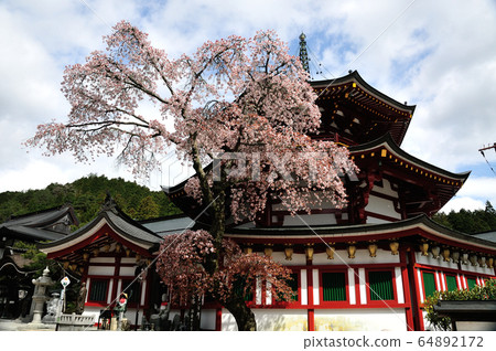 櫻花盛開的彌勒塔（高野山） 64892172