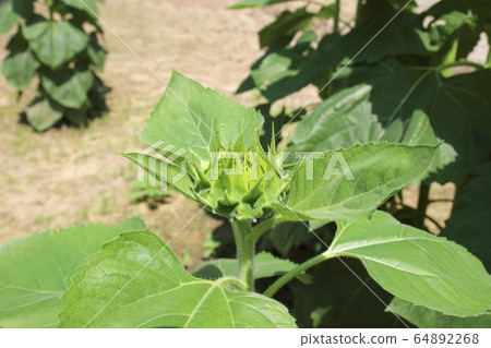 Sunflower young bud blooming in the garden 64892268
