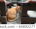 Hidden cat 64892277