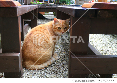 Hidden cat 64892277