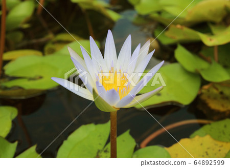 image of a lotus flower in the pond image of a lotus flower in the pond 64892599