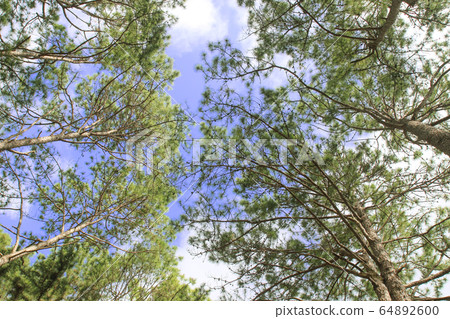 green birch leaves shining on blue sky background green birch leaves shining on blue sky background 64892600