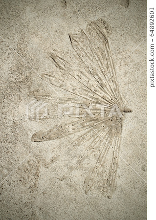 leaf print on concrete texture and background leaf print on concrete texture and background 64892601