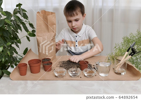 The child is busy planting seeds of micro greens in pots. Collects the earth in a fist from the table. The child is busy planting seeds of micro greens in pots. Collects the earth in a fist from the table. 64892654