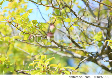 Fresh green park plum fruit 64892900