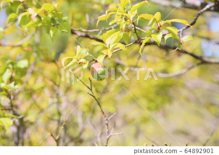 Fresh green park plum fruit Fresh green park plum fruit 64892901