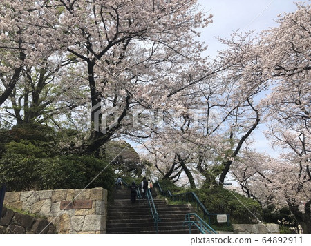 Sakura at the entrance of Kamonyama Park 64892911