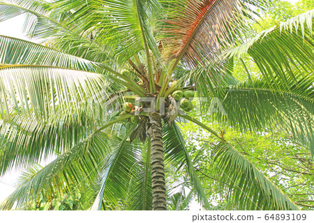 Sweet Coconut tree 64893109