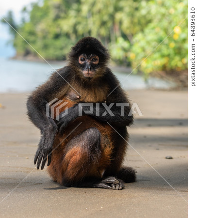 Spider Monkey in Costa Rica  64893610