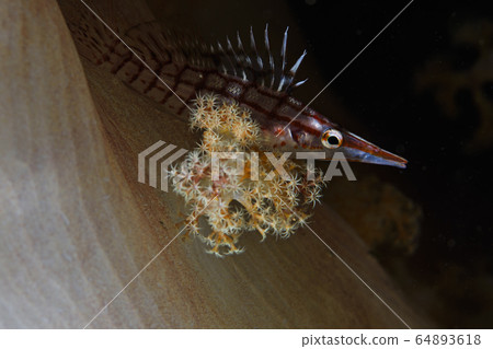 土佐海的古田貢貝 64893618