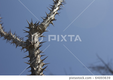 A tree A tree 64893639