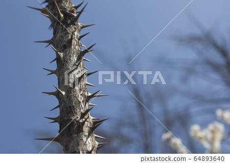 A tree A tree 64893640