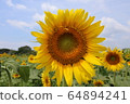 sunflower	 64894241
