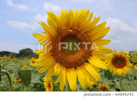 sunflower sunflower 64894241